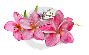 Gorgeous Frangipani Flowers.