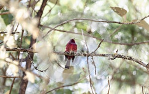 A gorgeous pink-headed warbler, Cardellina versicolor, perched in a tree in Chiapas, Mexico