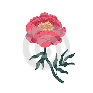 Gorgeous pink japanese peony isolated on white background. Blooming flower with yellow center, stem and leaves. Blossom