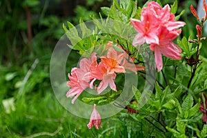 Gorgeous pink lily blooming in the garden in summer.Flower of oriental lily.