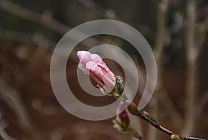 Gorgeous Pink Magnolia Bud Up Close in the Spring