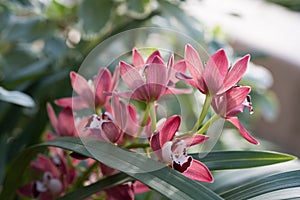 Gorgeous pink orchids in green grass with natural light