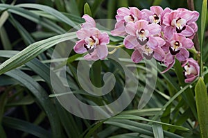 Gorgeous pink orchids in green grass with natural light