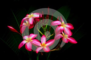 Gorgeous pink plumeria or frangipani flowers