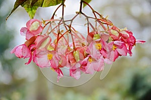 Gorgeous pink red Angel Wing Begonia flowers