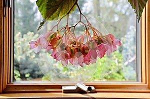 Gorgeous pink red Angel Wing Begonia flowers