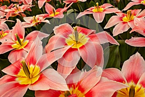 Gorgeous pink-red tulips with pistil and stamens