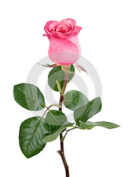 Gorgeous pink rose on white