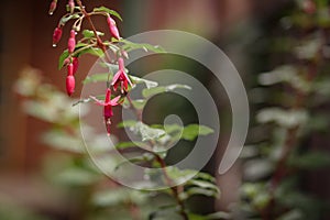 Gorgeous pink fuschia flowers in full bloom in cottage garden