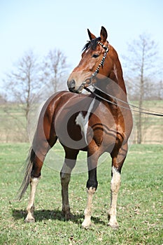 Gorgeous pinto stallion with nice bridle