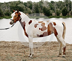 Gorgeous pinto stallion with nice bridle standing