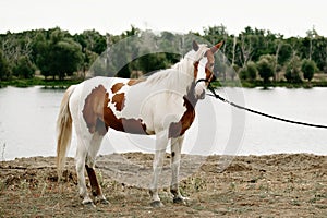 Gorgeous pinto stallion with nice bridle standing