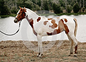 Gorgeous pinto stallion with nice bridle standing