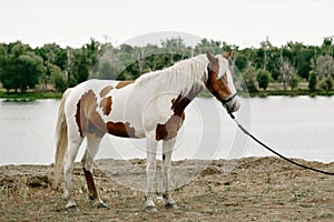 Gorgeous pinto stallion with nice bridle standing