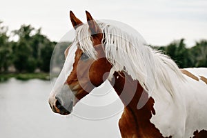 Gorgeous pinto stallion with nice bridle standing