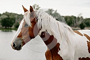 Gorgeous pinto stallion with nice bridle standing