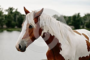 Gorgeous pinto stallion with nice bridle standing