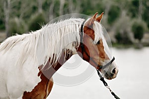 Gorgeous pinto stallion with nice bridle standing