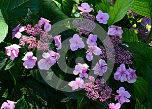 Gorgeous plum-purple lacecap flowers and dark ruby hued stems. Its elegant coloring and graceful habit fit in perfectly with garde