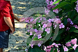 Gorgeous plum-purple lacecap flowers and dark ruby hued stems. Its elegant coloring and graceful habit fit in perfectly with garde