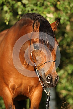 Gorgeous pony mare with nice show halter