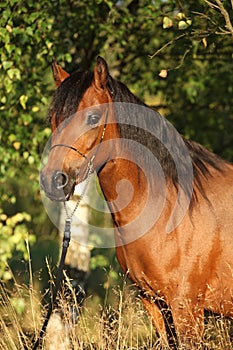 Gorgeous pony mare with nice show halter