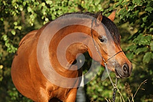 Gorgeous pony mare with nice show halter