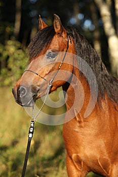 Gorgeous pony mare with nice show halter