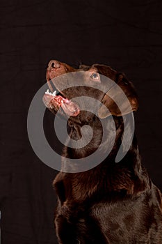 Gorgeous portrait of a chocolate Labrador dog