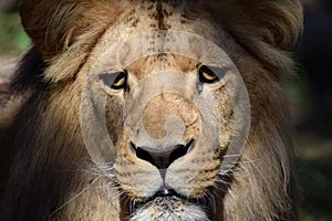 Gorgeous Portrait of Young Male Katanga Lion Head Closeup
