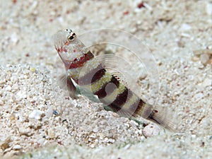 Gorgeous prawn-goby photo