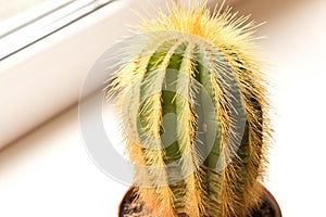 Gorgeous prickly cactus on a light background . Close up.