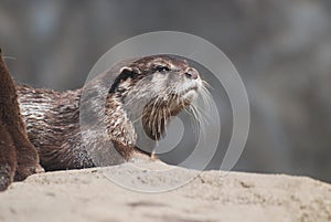 Gorgeous Profile of a River Otter Up Close