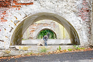 A gorgeous pug dog in a striped scarf sits in an old arch