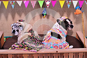 Gorgeous pug and french bulldog dress in the free kissing booth