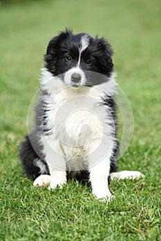 Gorgeous puppy of border collie sitting