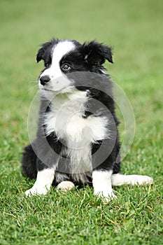 Gorgeous puppy of border collie sitting