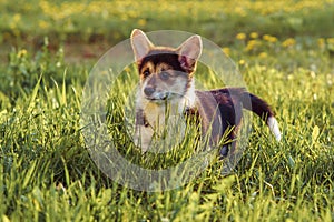 Gorgeous puppy explore area and oversee amusing things. Pembroke Welsh Corgi walk outside on sunny weather.