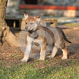 Gorgeous puppy of wolfdog in winter