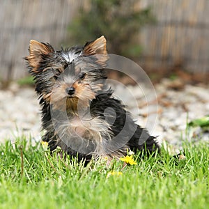 Gorgeous puppy of Yorkshire terrier in the garden