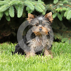 Gorgeous puppy of Yorkshire terrier in the garden