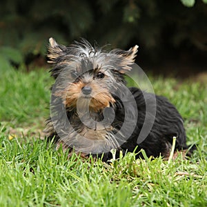 Gorgeous puppy of Yorkshire terrier in the garden