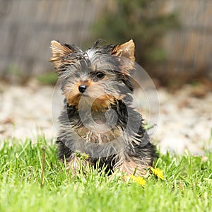 Gorgeous puppy of Yorkshire terrier in the garden