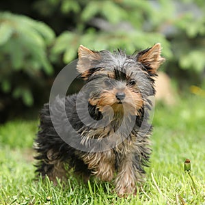 Gorgeous puppy of Yorkshire terrier in the garden