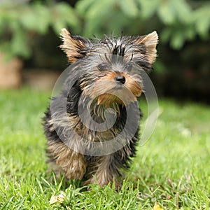 Gorgeous puppy of Yorkshire terrier in the garden