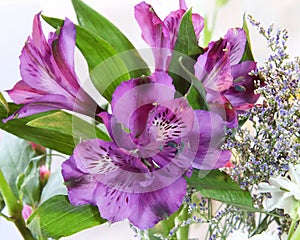 Gorgeous Purple Alstroemeria Flowers In A Bouquet