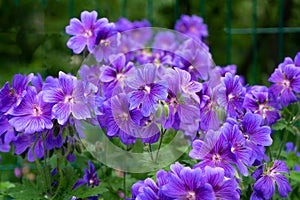 Gorgeous purple bohemian geranium. Lilac geranium flowers in the flowerbed. Beautiful background. Pink and violet