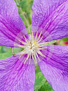 Gorgeous purple flower pistil - stamen