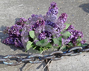 Gorgeous purple lilac flowers, bouquet of lilac, tree with purple spring flowers