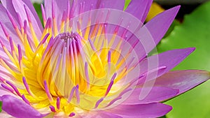 A gorgeous purple lotus closeup